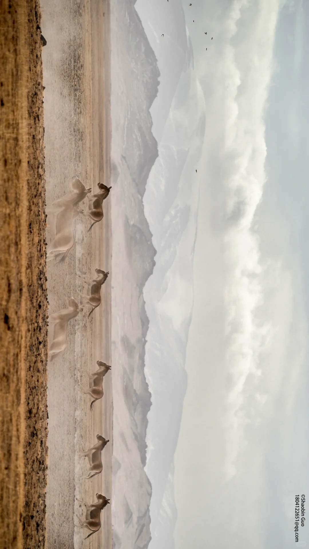 在阿尔金山的荒野深处，与野生动物相遇_2_俯冲的游隼 野生动物摄影_来自小红书网页版